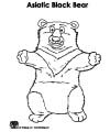 Bear coloring page