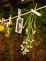 Nature Clothes Line